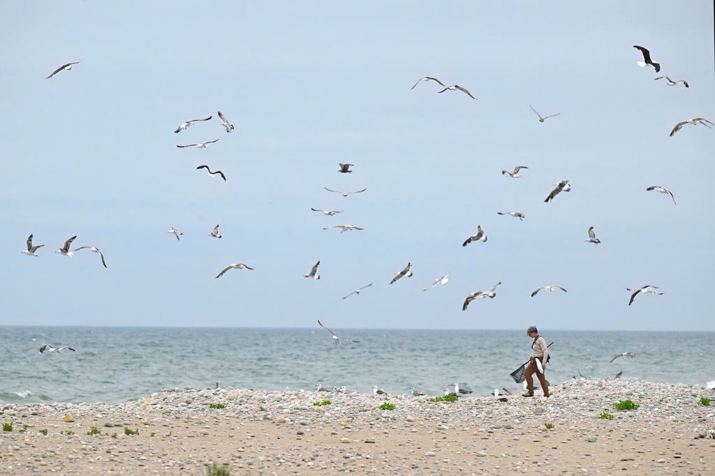 Climate Shorebird Revival