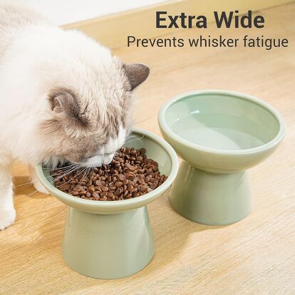 5 Surprising Reasons Your Cat Isn't Drinking From the Water Bowl
