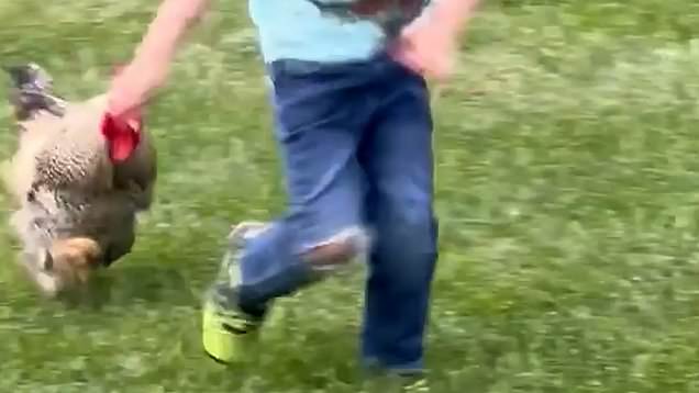 Boy instantly regrets squaring up to rooster