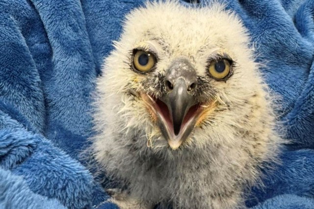 Texas rescuers rushed in after iconic Austin owl's last owlet was presumed dead and found it alive