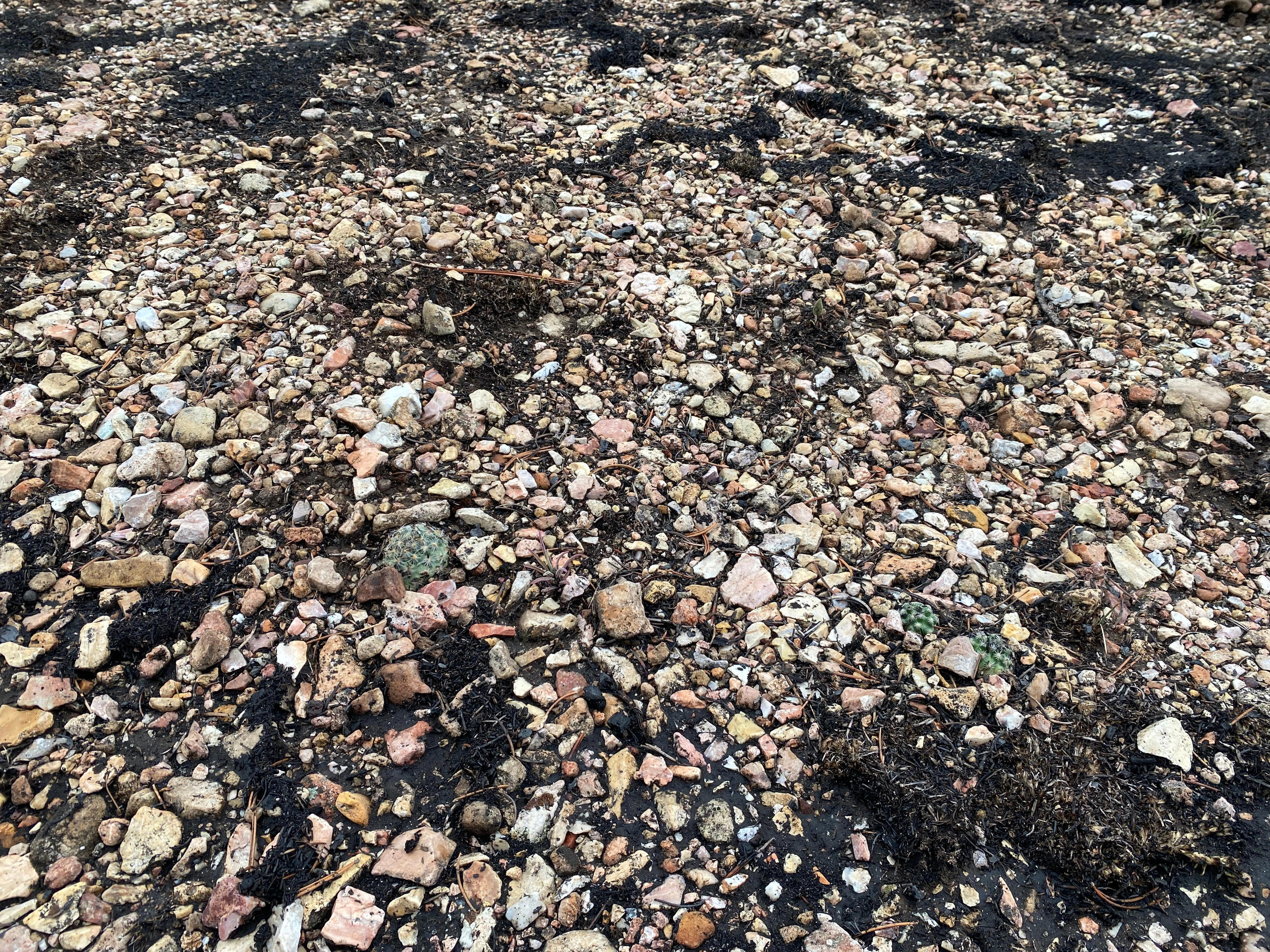 A tiny cactus holds clues to forest recovery after Arizona wildfire