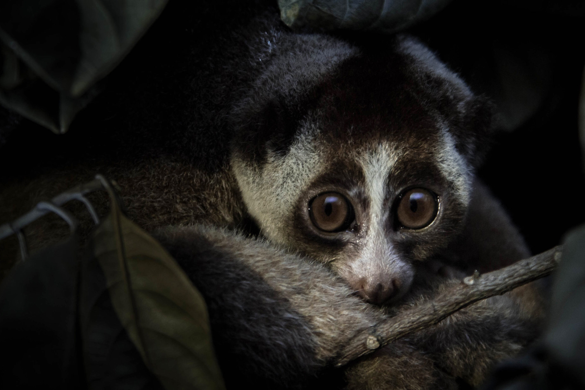 New study defines conditions for long-term biodiversity net gain