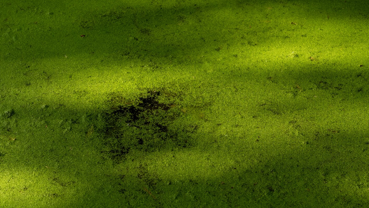 Toxic algae now blankets more than half of Florida’s largest lake