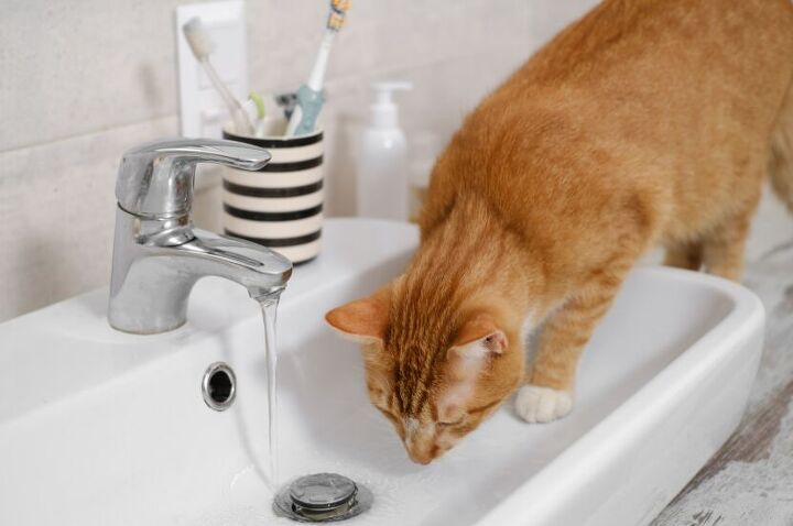 5 surprising reasons your cat isn t drinking from the water bowl, Image via Canva