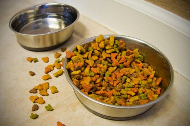 5 surprising reasons your cat isn t drinking from the water bowl, Image via Canva