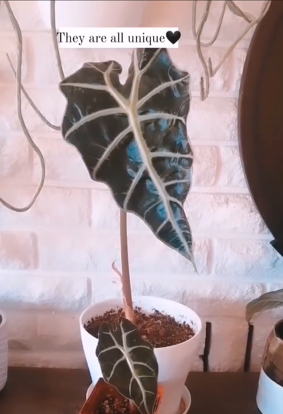 Free baby alocasia plants: Growing and sharing new houseplant offsets