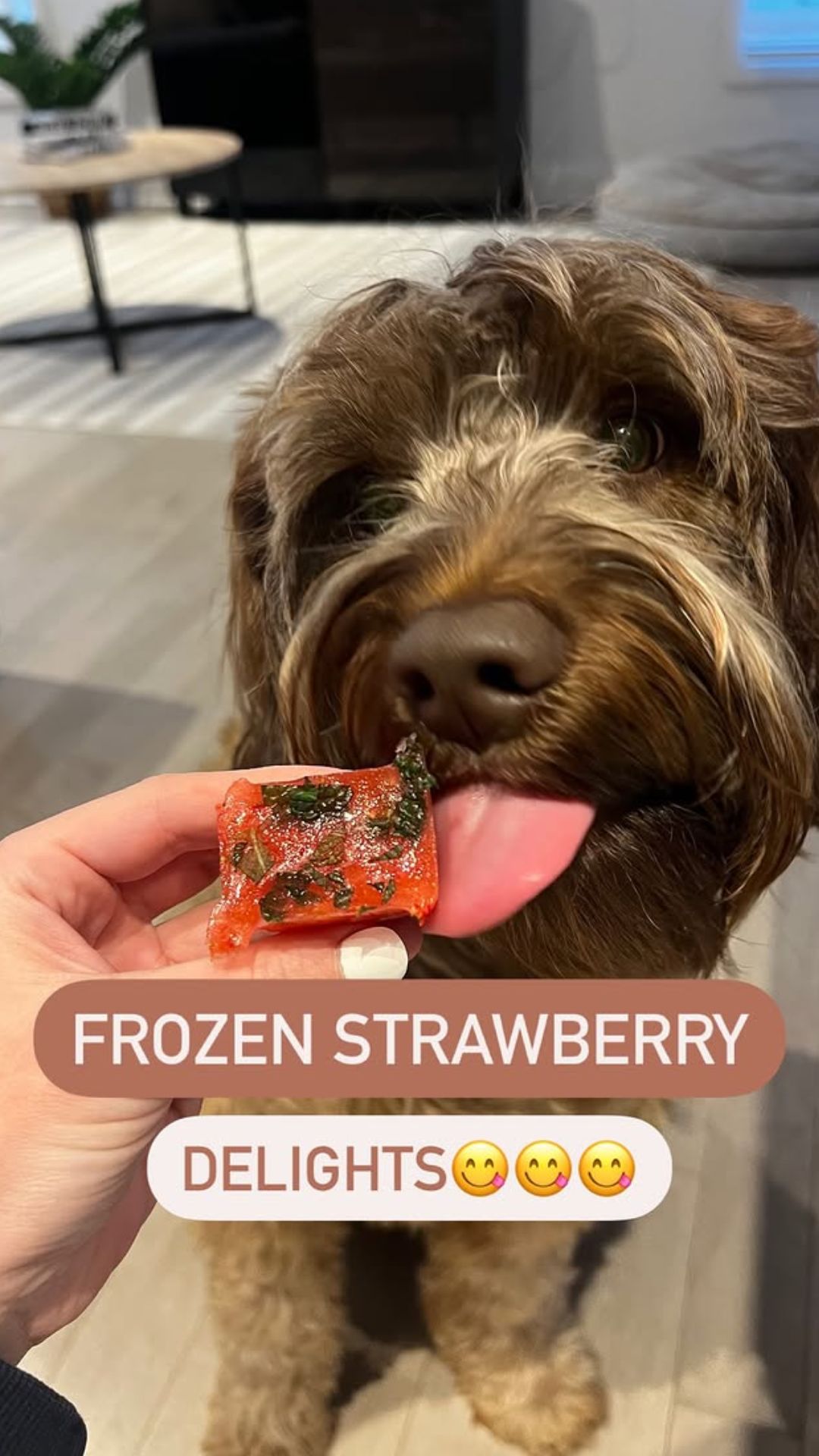 Frozen strawberry mint treats a refreshing snack for dogs