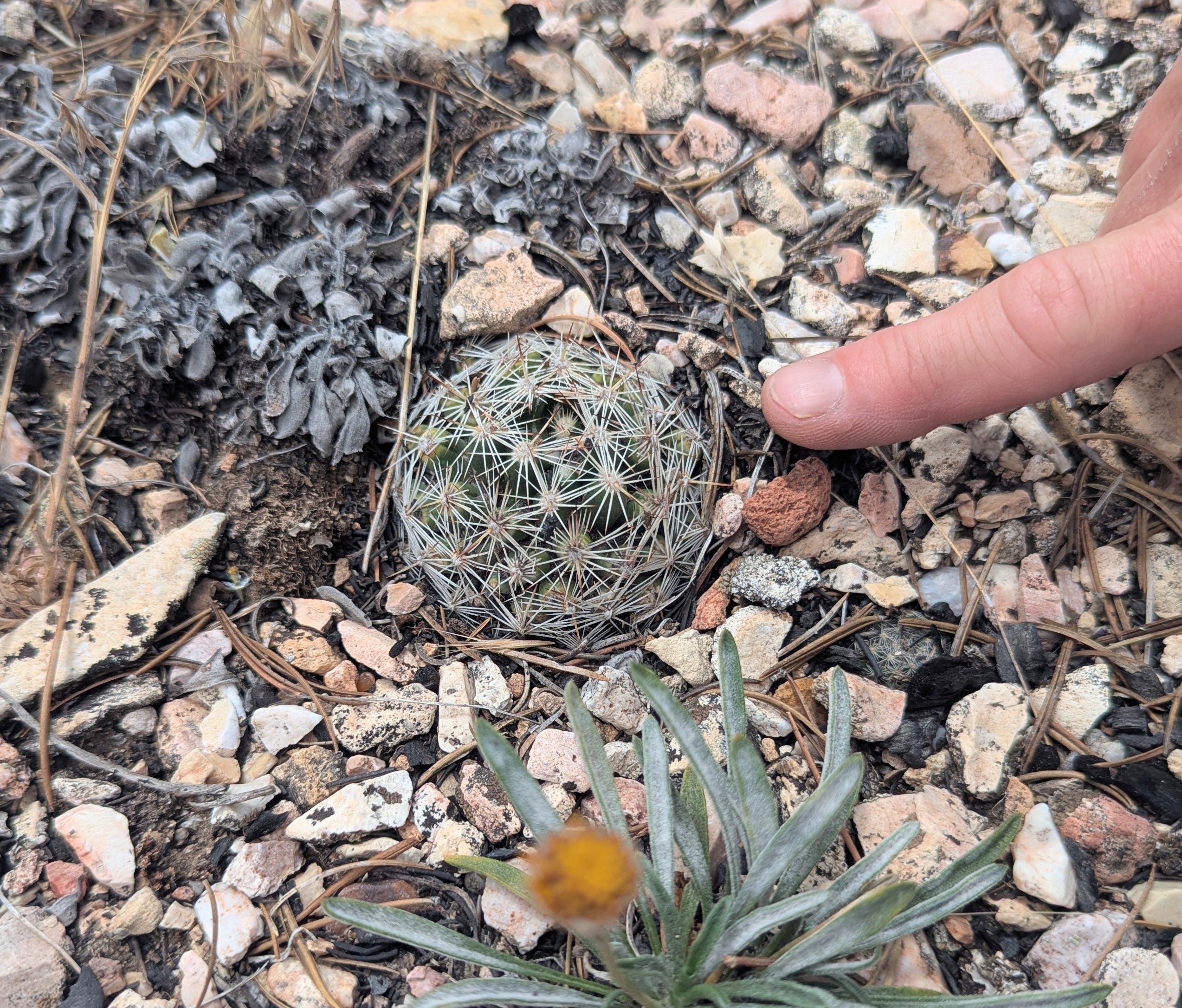 Aslan points to a healthy Paradine plains cactus.