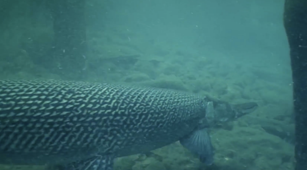 The Prehistoric Fish That Somehow Still Swims Our Rivers