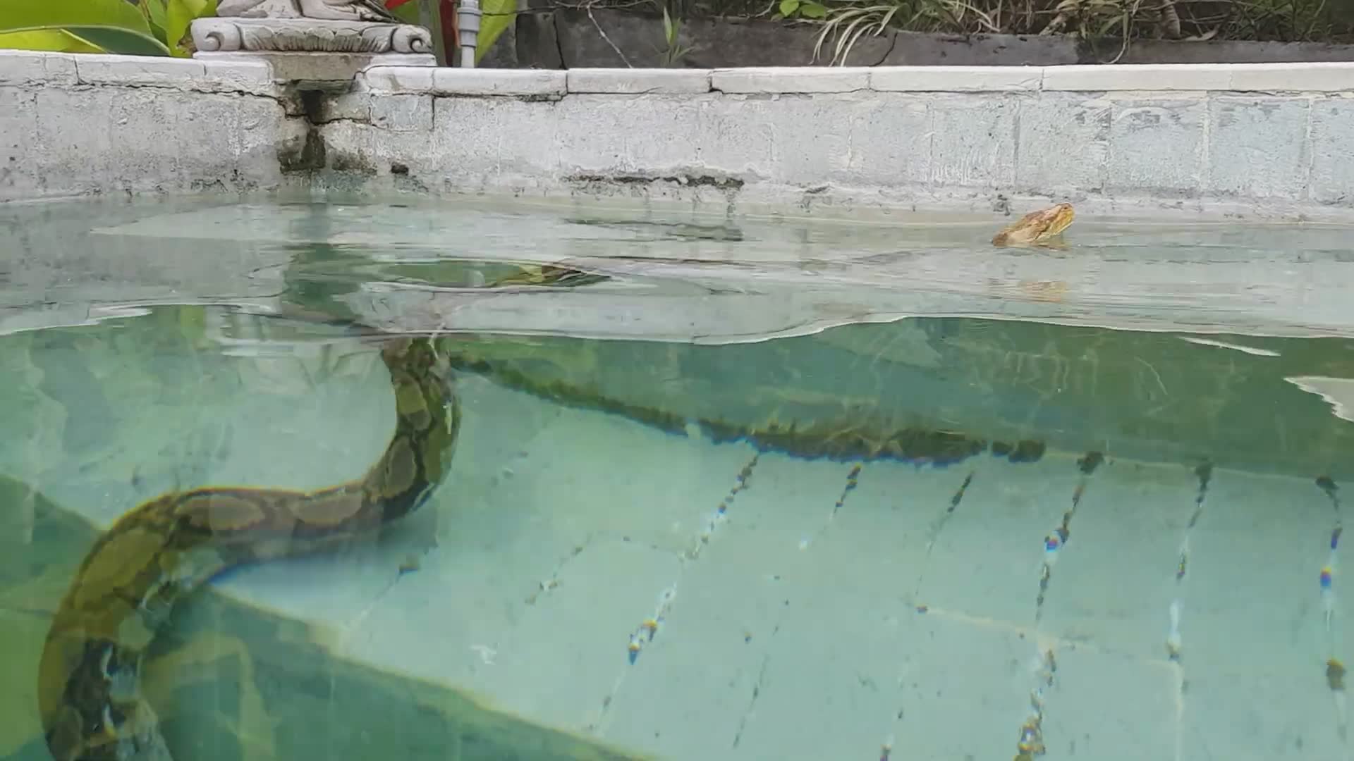 Huge snakes found in the pool | Big python encounter