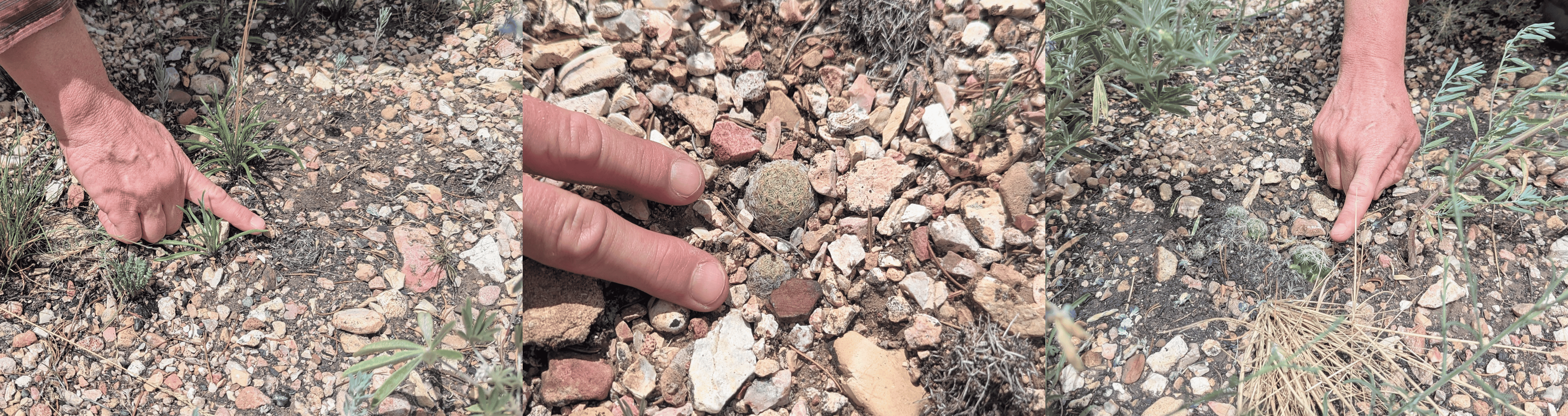 Clare Aslan points to different Paradine plains cactuses on her study plot. From left to right, a dead, injured and healthy cactus.