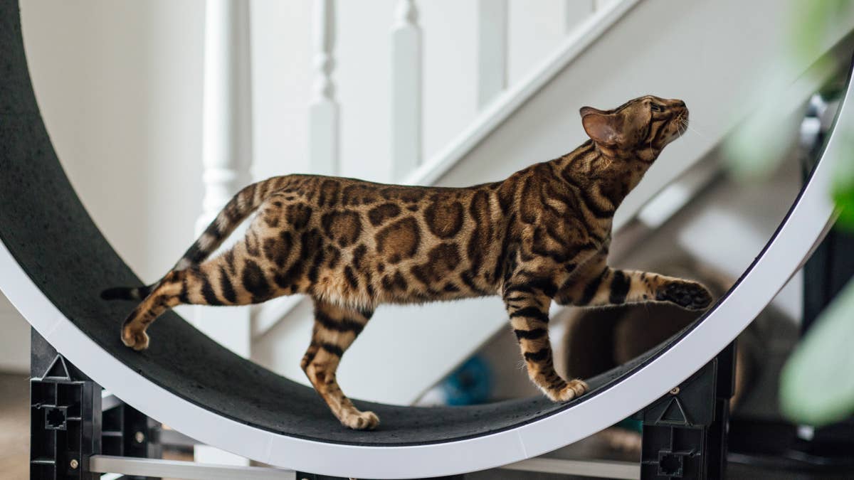 Bengal Cat Throws a Fit When His Brother Tries To Sleep on the Cat Wheel