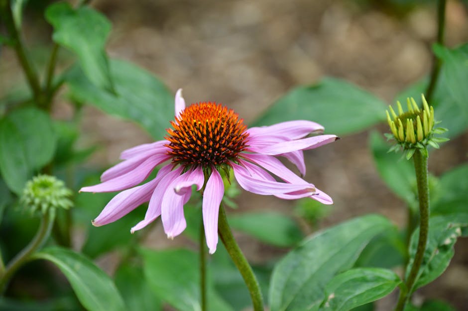 2. Purple Coneflower (Echinacea purpurea) (Image Credits: Pexels)
