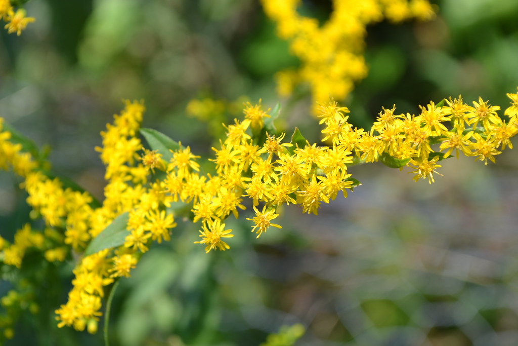 7. Goldenrod (Solidago spp.) (oliva732000, Flickr, CC BY-SA 2.0)