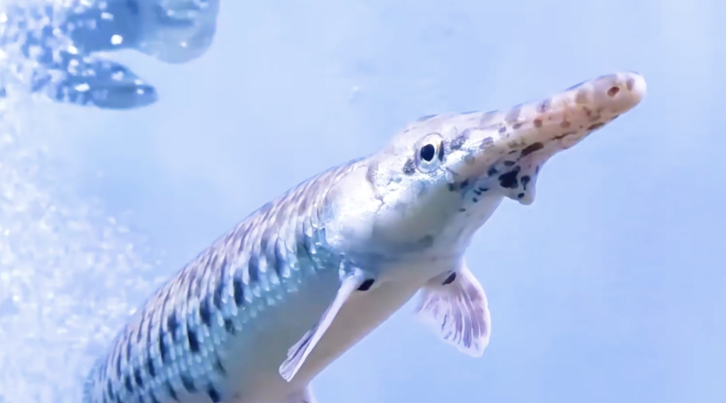 The Prehistoric Fish That Somehow Still Swims Our Rivers