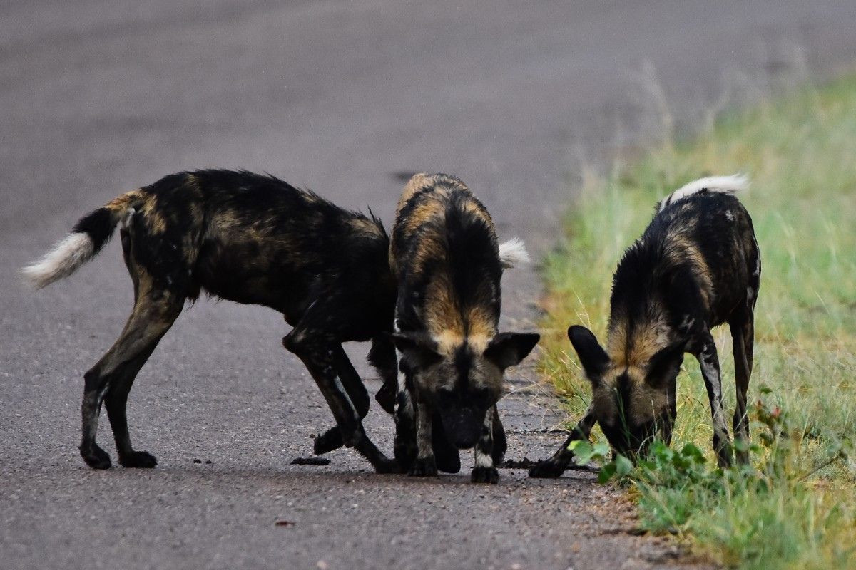 Africa’s endangered wild dogs gain as Emirates joins the fight