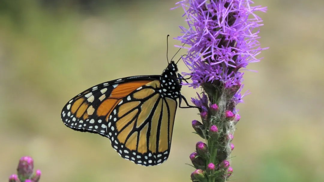 7 native flowers that will invite butterflies to your garden