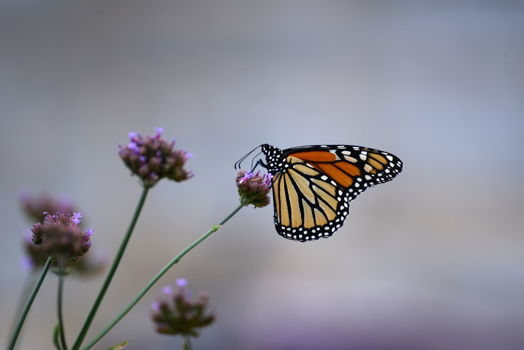 1. Common Milkweed (Asclepias syriaca) (Image Credits: Unsplash)
