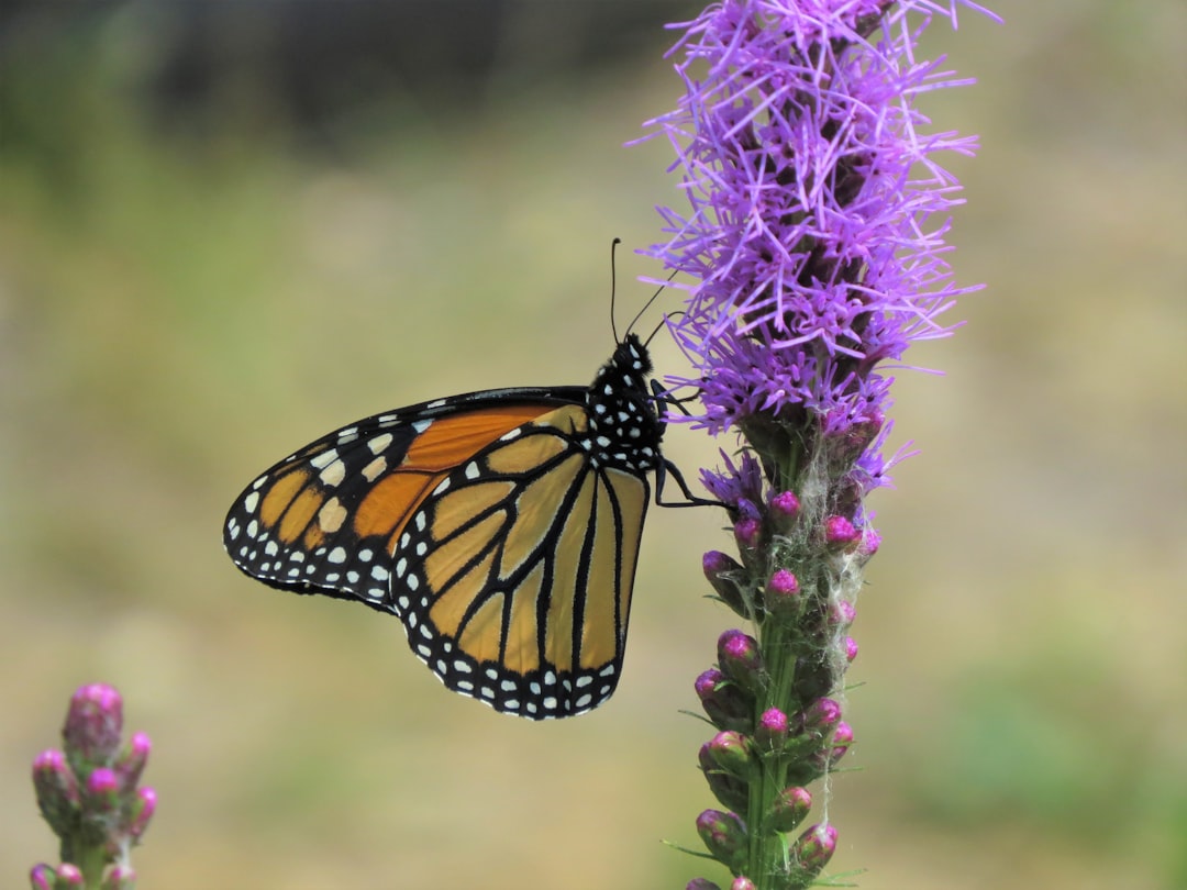 4. Blazing Star (Liatris spicata) (Image Credits: Unsplash)