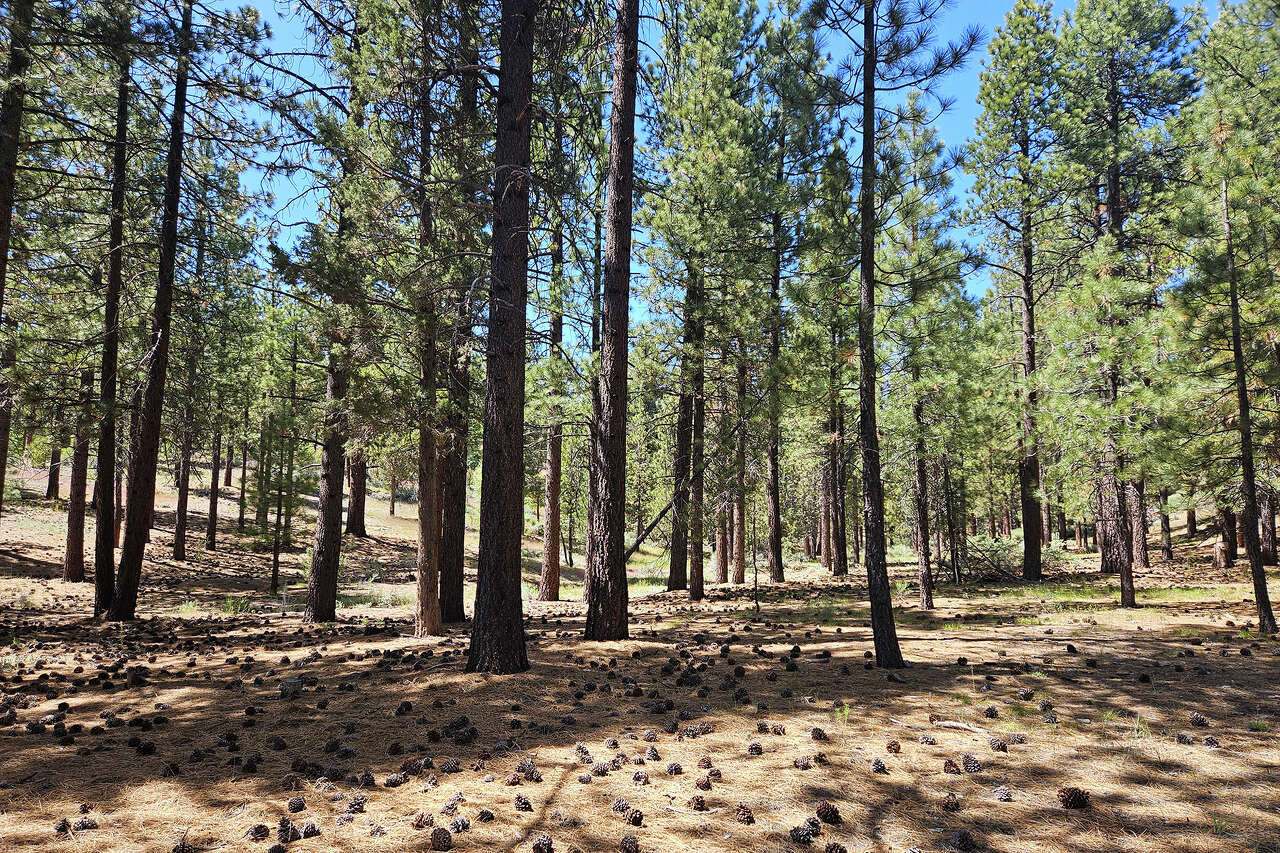 The $10M race to save a Calif. lake town's last undeveloped shoreline