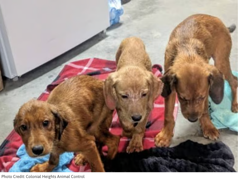 Three Puppies Were Found Trapped in a Plastic Bin. Then Authorities Made an Even Worse Discovery