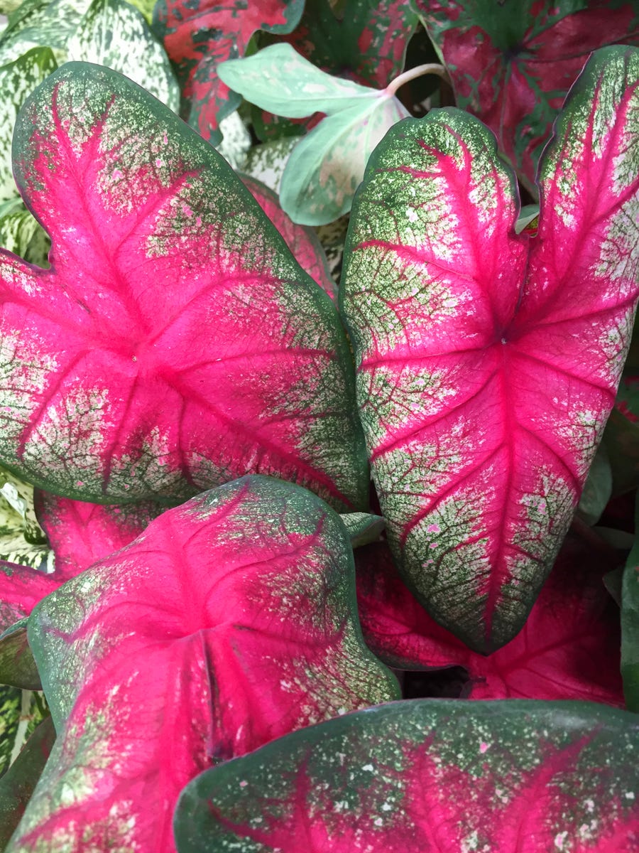 These Heat-Resistant Plants Can Handle Summer’s Hottest Days