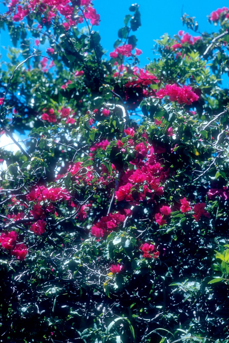 These Heat-Resistant Plants Can Handle Summer’s Hottest Days