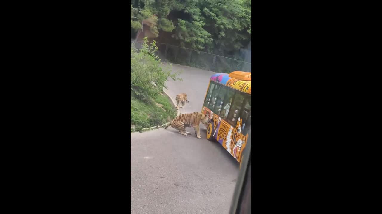 Two tigers block a bus at Dalian Forest Zoo in Liaoning, China
