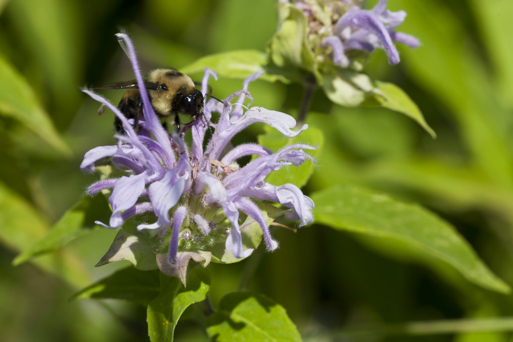 5. Wild Bergamot / Bee Balm (Monarda fistulosa) (jlodder, Flickr, CC BY 2.0)