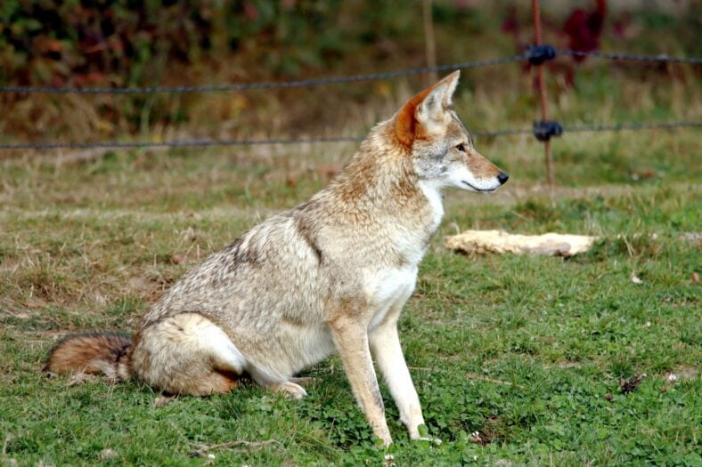 Coyote Family