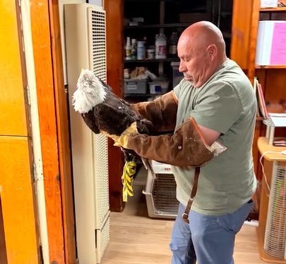 Rescued bald eagle in Big Bear is ‘likely Jackie,’ nonprofit said