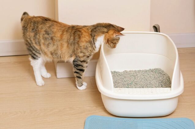 blood in your cats urine what every cat parent needs to know, Photo credit RollAndSnap Shutterstock com