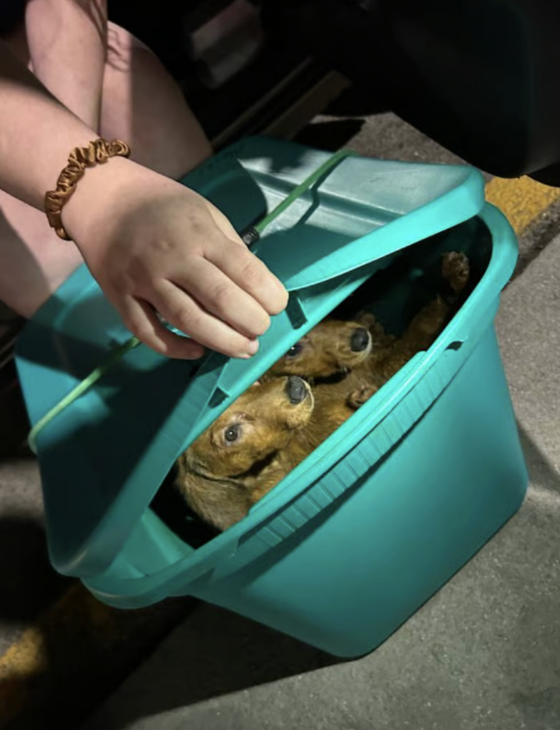 Three Puppies Were Found Trapped in a Plastic Bin. Then Authorities Made an Even Worse Discovery