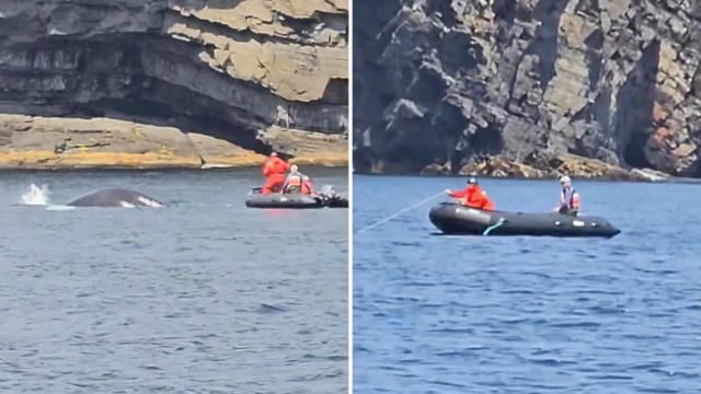 Two people in a small boat observe a whale near rocky cliffs on a clear day.