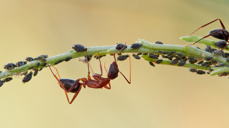 Red and brown ants tending dark aphids on a plant stem