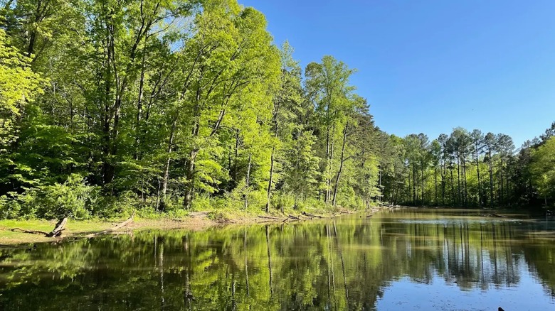 Pond and trees at RibbonWalk Nature Preserve in Charlotte