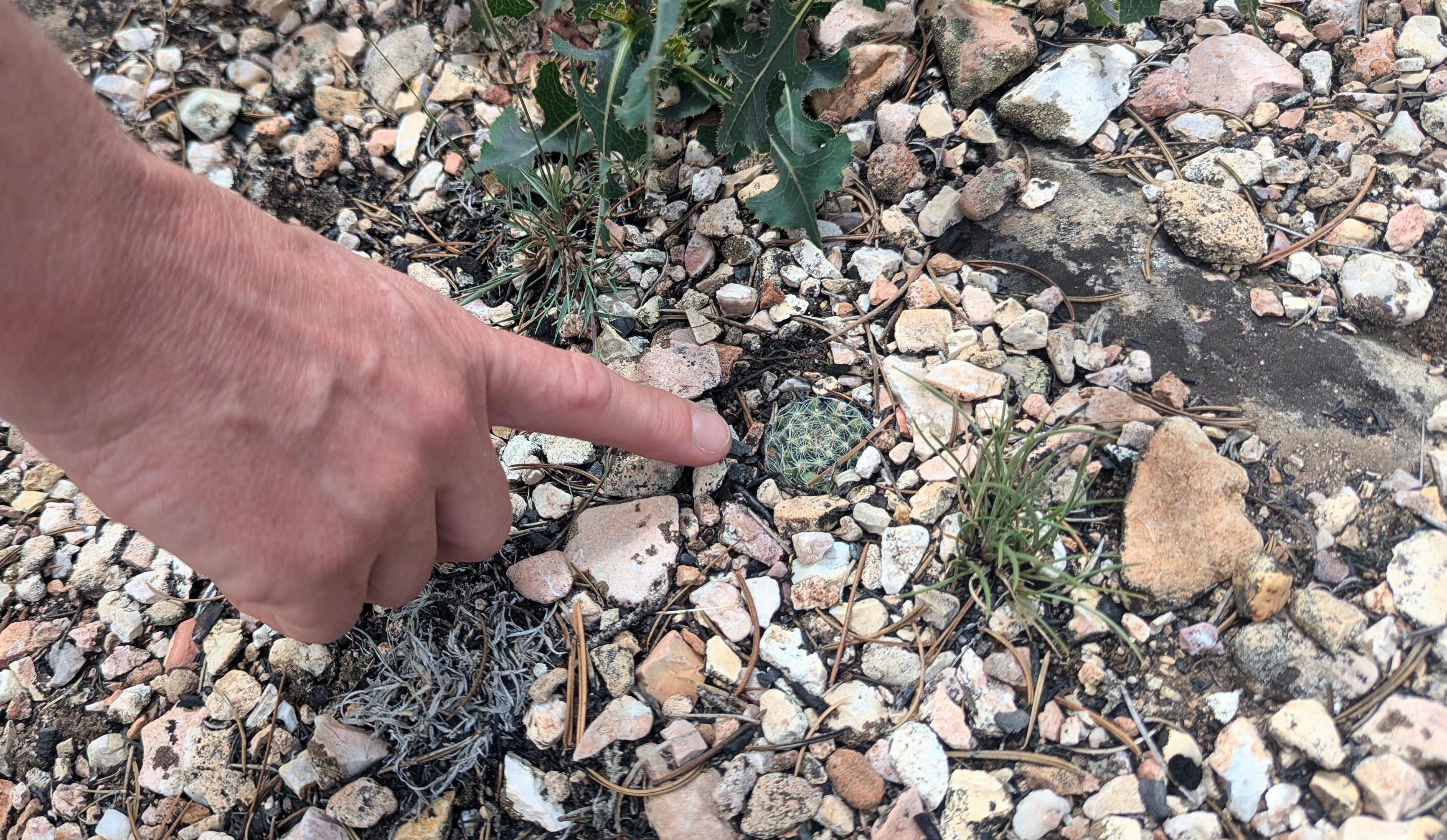 Aslan points to a healthy Paradine plains cactus that escape the worst of the White Sage Fire's effects. This individual is making its way down under the surface for the summer.