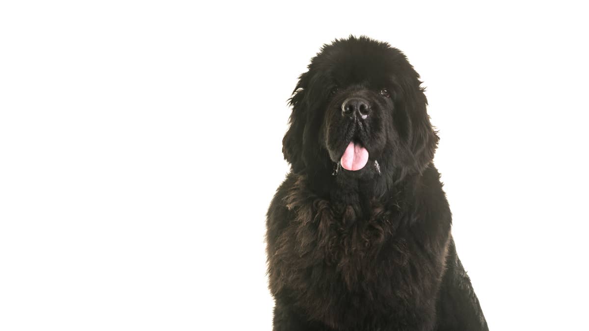 Newfoundland Dog's Peaceful Sunset Moment With New Puppy Strikes an Emotional Chord