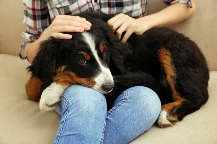 Your dog loves to be close to you on the couch for a special bonding experience. Your scent and warmth make it inviting to steal your spot.