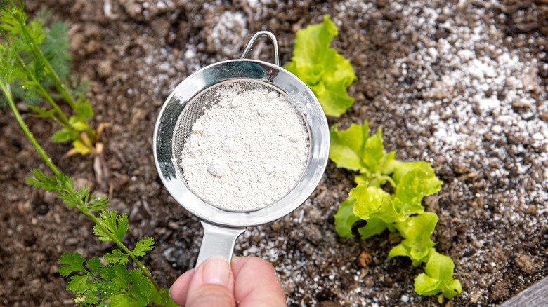 A hand holding a sieve sprinkling white diatomaceous earth on a garden