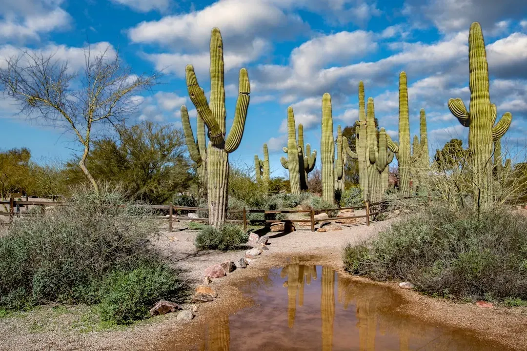 Arizona (Image Credits: Unsplash)