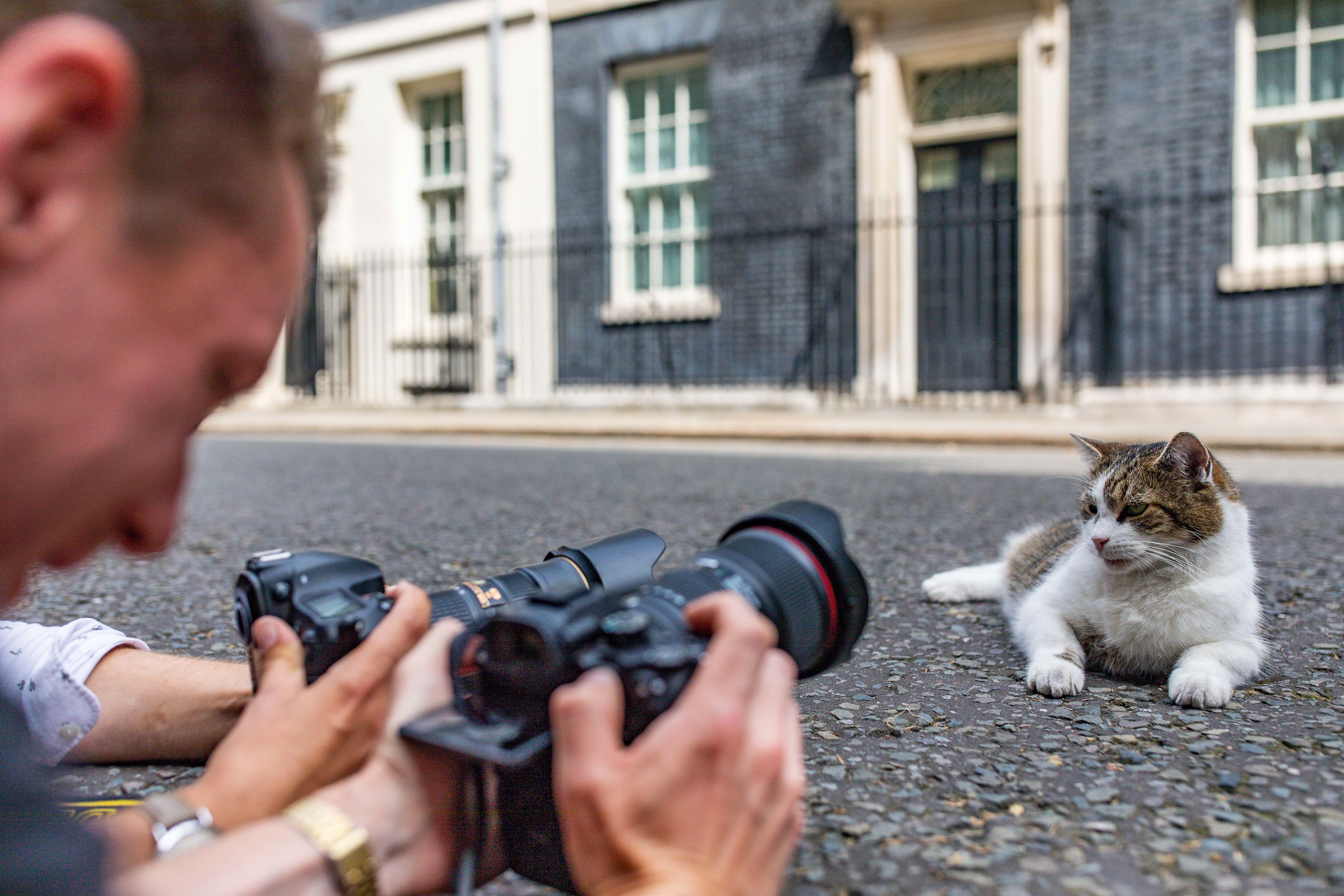 Cat poses for camera.
