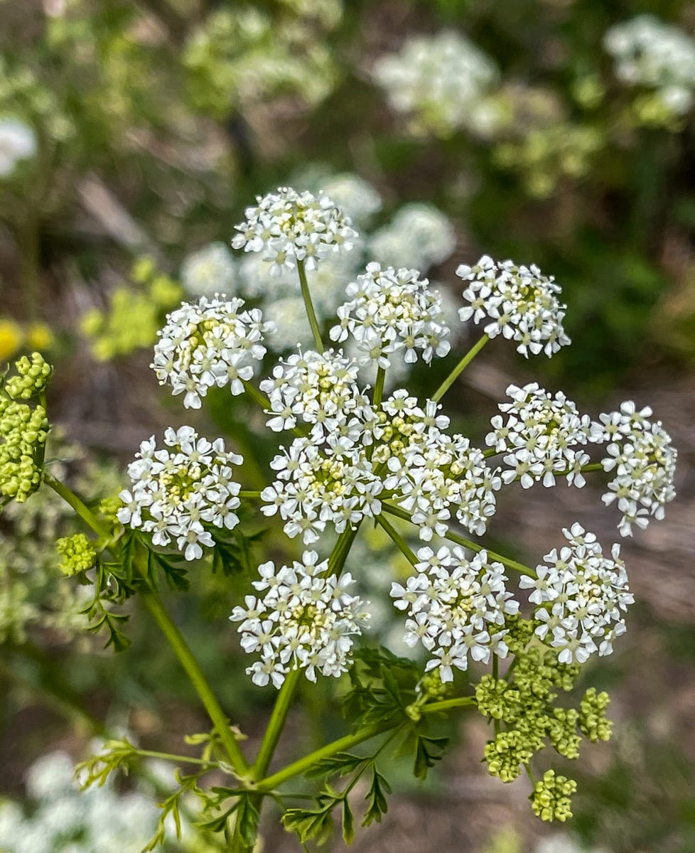 These Heat-Resistant Plants Can Handle Summer’s Hottest Days