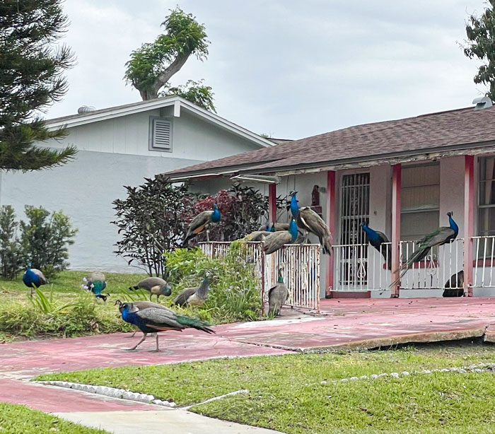 49 Pics That Show Countries Around The World Have Their Own Kinds Of “Pigeons”