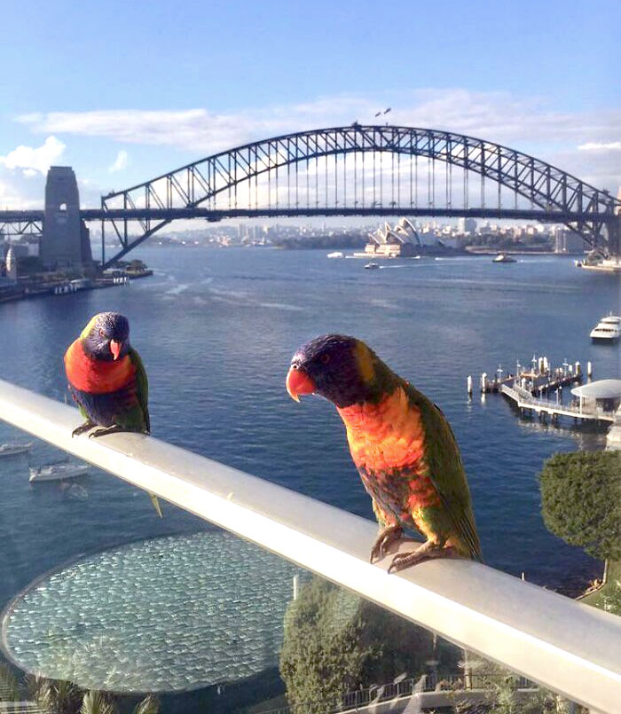 49 Pics That Show Countries Around The World Have Their Own Kinds Of “Pigeons”