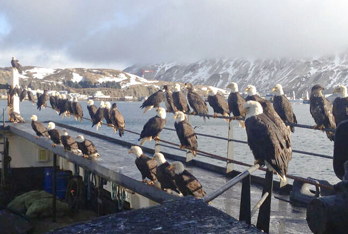49 Pics That Show Countries Around The World Have Their Own Kinds Of “Pigeons”