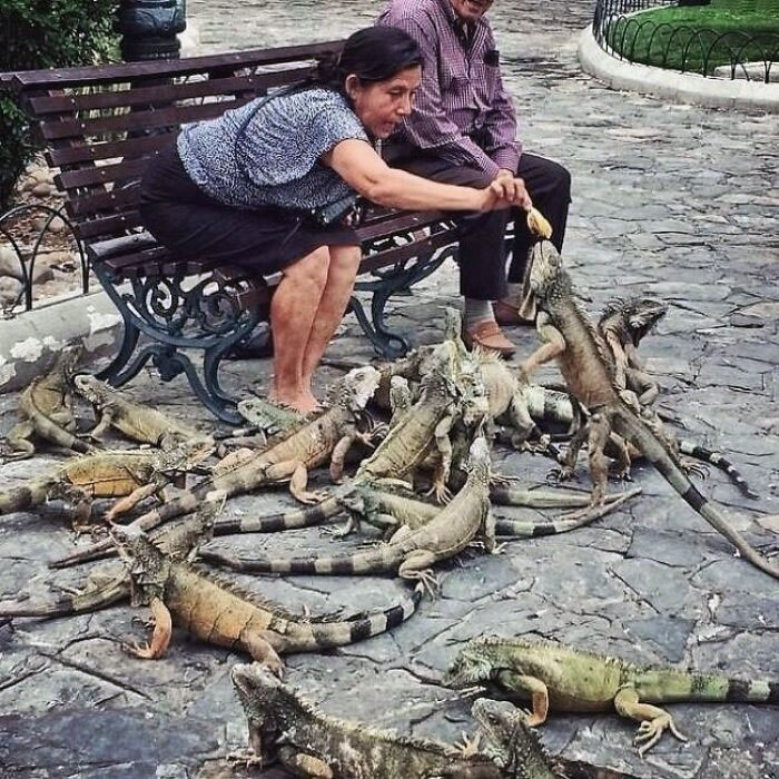 49 Pics That Show Countries Around The World Have Their Own Kinds Of “Pigeons”