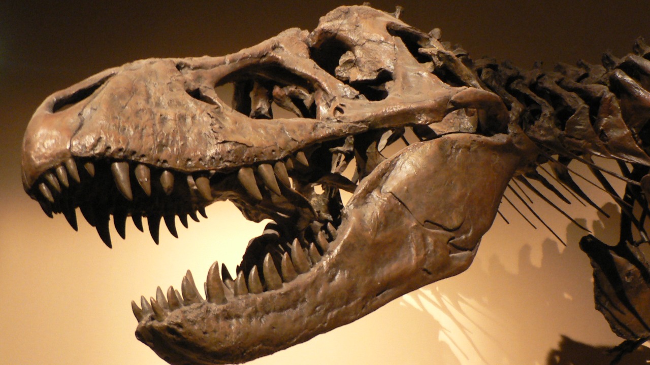 A new spinosaurus the size of a T rex turned up deep in the Sahara