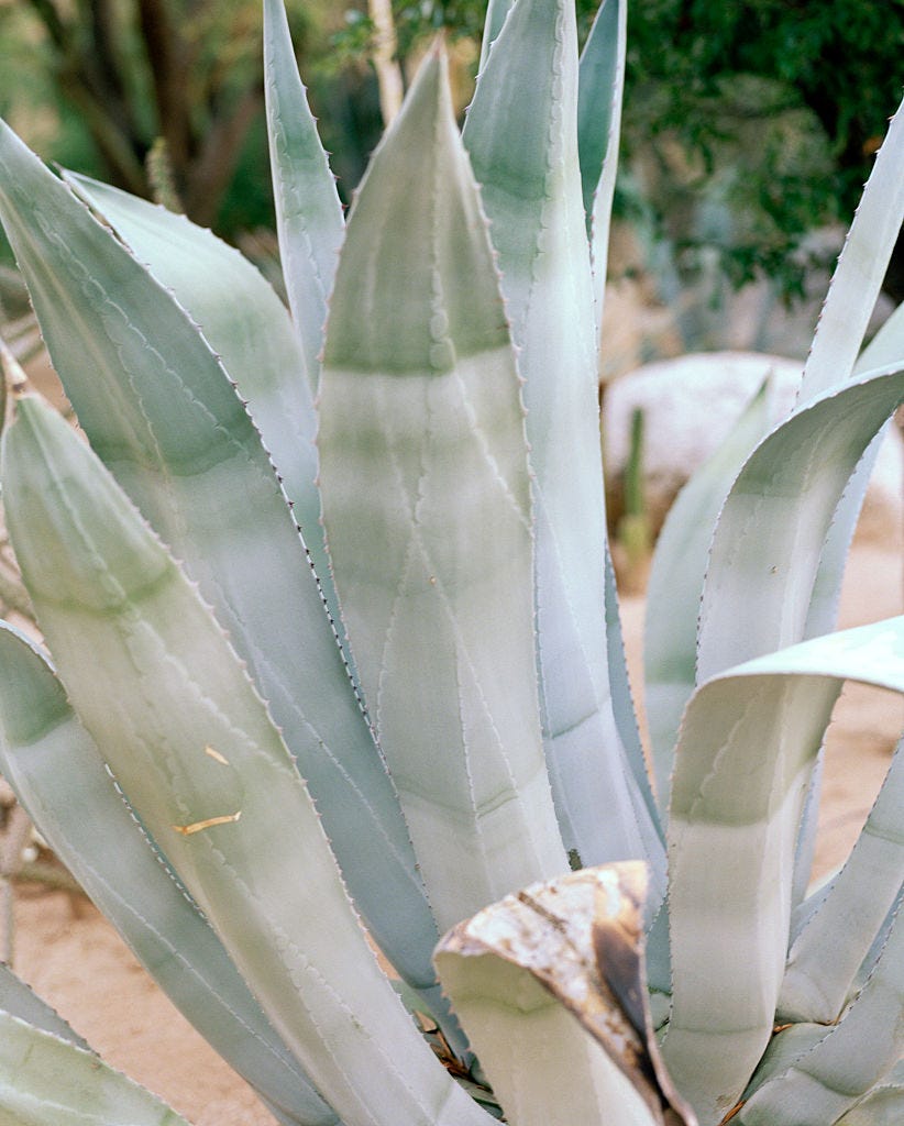 These Heat-Resistant Plants Can Handle Summer’s Hottest Days