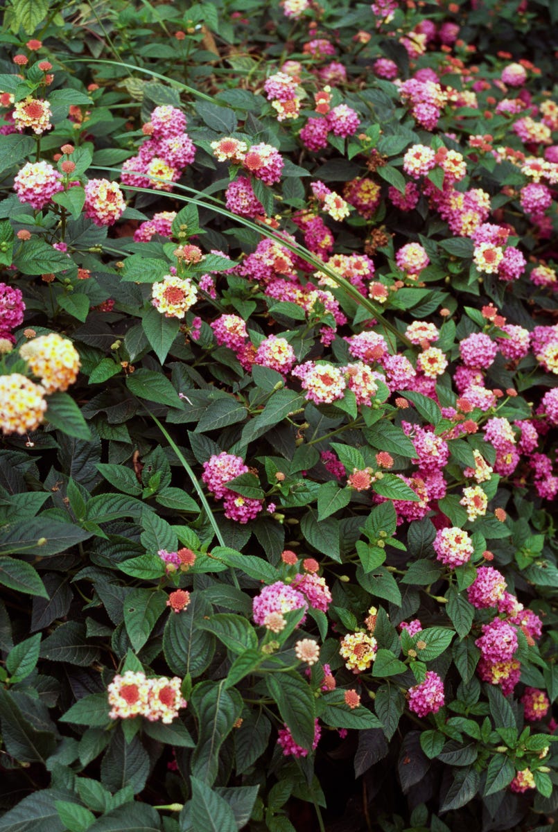 These Heat-Resistant Plants Can Handle Summer’s Hottest Days